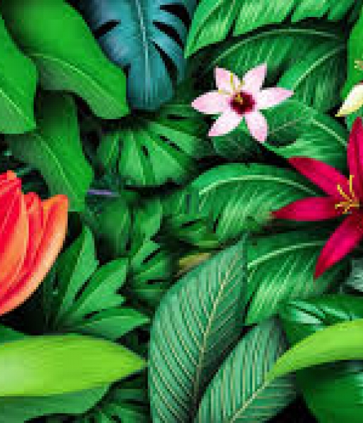 westerse voedingssupplementen